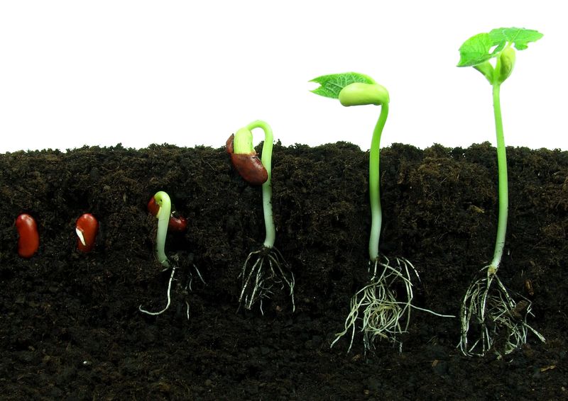 germination-of-a-seed