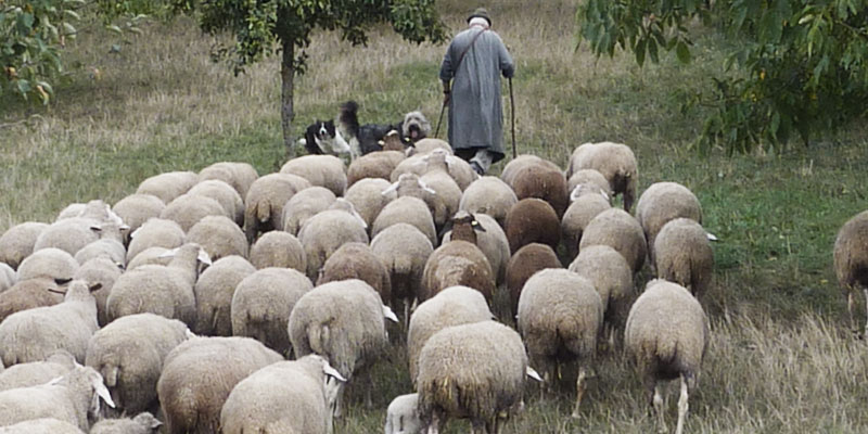 Shepherd Sheep Christian Life